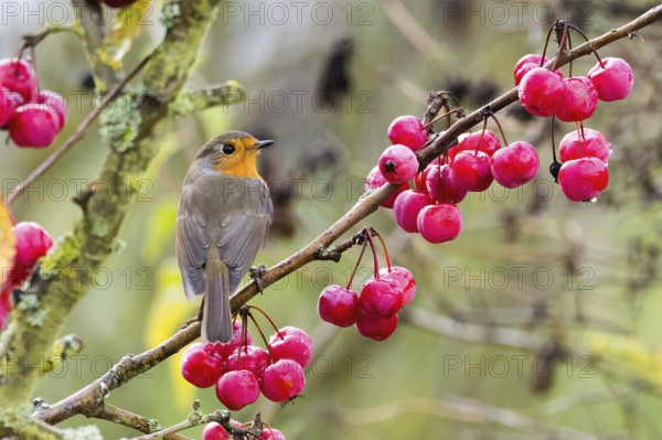 A robin (Erithacus rubecula) sits on a branch laden with red berries, surrounded by an autumnal