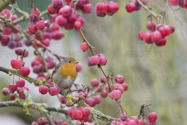 A robin (Erithacus rubecula) sits among bright red berries on a branch in natural surroundings,