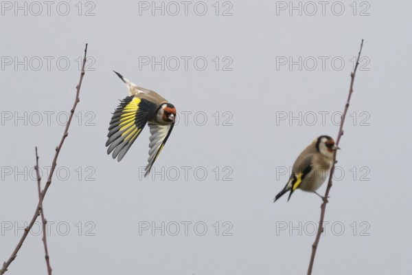 A goldfinch (Carduelis carduelis) flies next to a seated bird between sparse branches against a