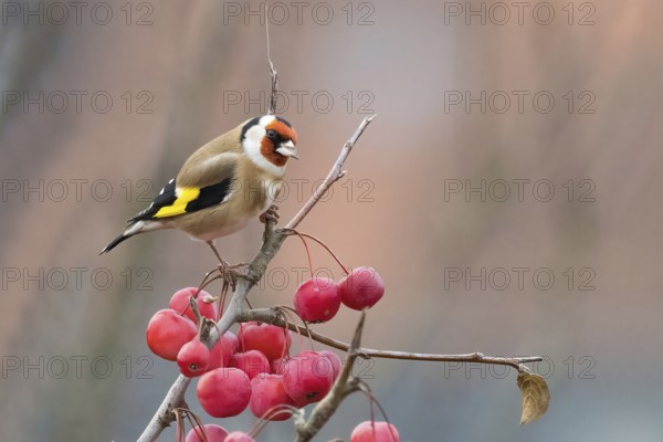 A goldfinch (Carduelis carduelis) sits on a branch with red berries against a blurred background,