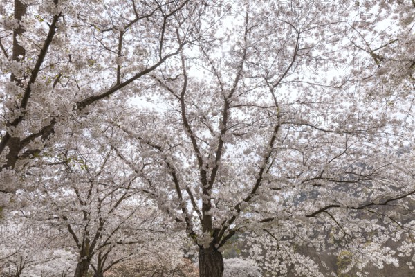 White-blooming cherry trees in spring on Rose Island in Bad Kreuznach, Germany