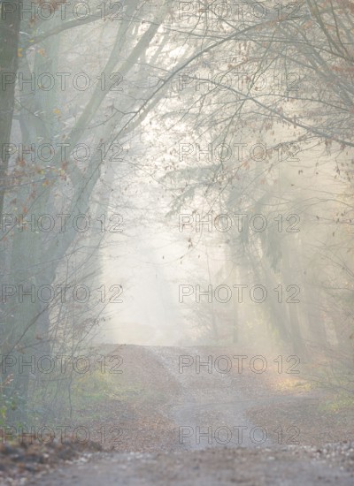 Light-flooded forest trail, fascinating rays of light, peaceful, mood, fog, glows, morning haze,