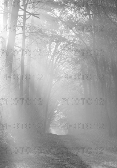 Misty forest trail in black and white, silence of a mystical landscape, light-flooded forest, path,