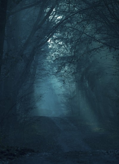 Mystical dark forest in shades of blue, fog, flooded with low light, foggy, gloomy forest path,