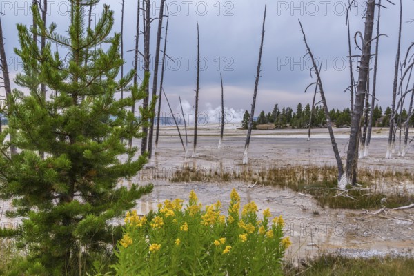 180818_031 Trees killed by the natural hydrothermal environment of the Fountain Paint Pot area in