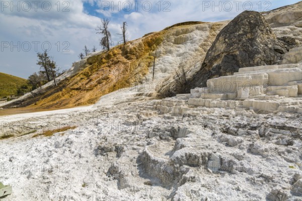 180822_110 Dead trees on a hill of calcium carbonate expelled from Palette Spring over time in the