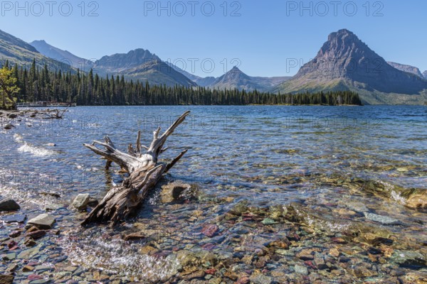 240906_153 Fallen tree in the clear water of Two Medicine Lake at the Two Medicine Ranger Station