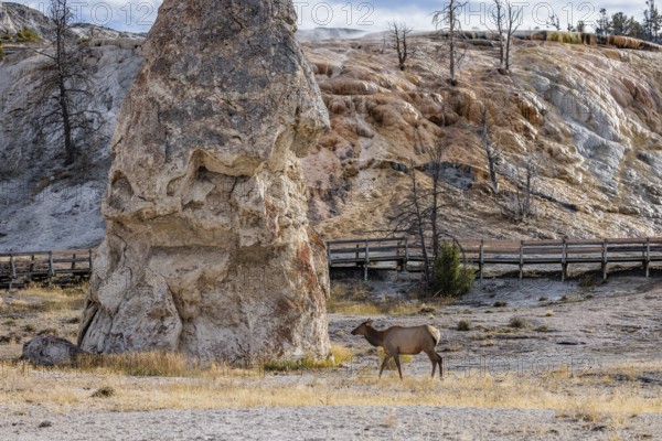 240914_033 Female elk roaming past the Liberty Cap rock formation in the Mammoth Hot Springs area