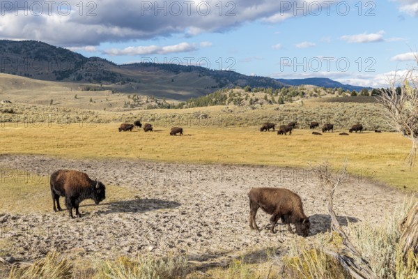 240913_221 American Bison (Bison bison) roaming the open range in Lamar Valley at Yellowstone