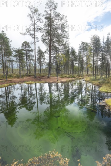 Emerald green spring water reflects autumn trees. Frog spring in the moor, wetland in Arvidsjaur,