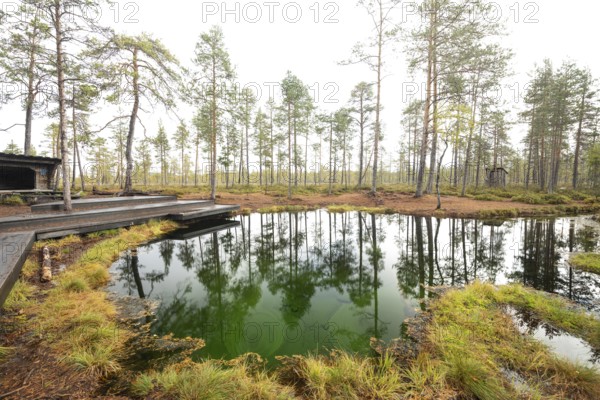 Emerald green spring water reflects autumn trees. Frog spring in the moor, wetland in Arvidsjaur,