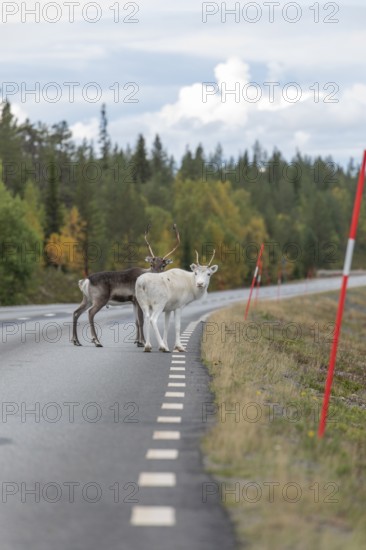 Autumn migration of reindeer on roads with traffic in northern Sweden. A reindeer urinates on the