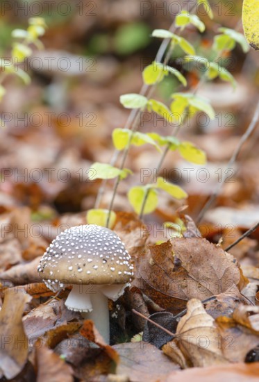 Panther mushroom (Amanita pantherina, syn. Amanitaria pantherina, Agaricus pantherinus), also
