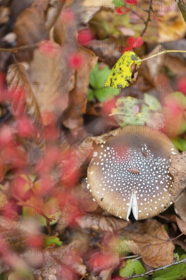 Panther mushroom (Amanita pantherina, syn. Amanitaria pantherina, Agaricus pantherinus), also