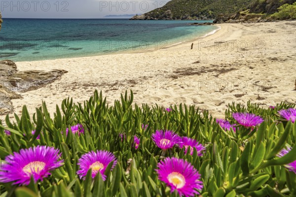 Pink midday flowers on Kalamos beach, Euboea or Evia island, Greece