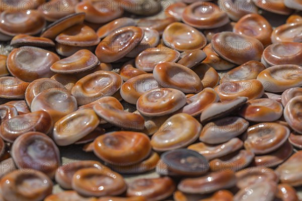 Opercula commonly known as the Eye of Saint Lucia (Occhio di Santa Lucia) . It is the calcareous