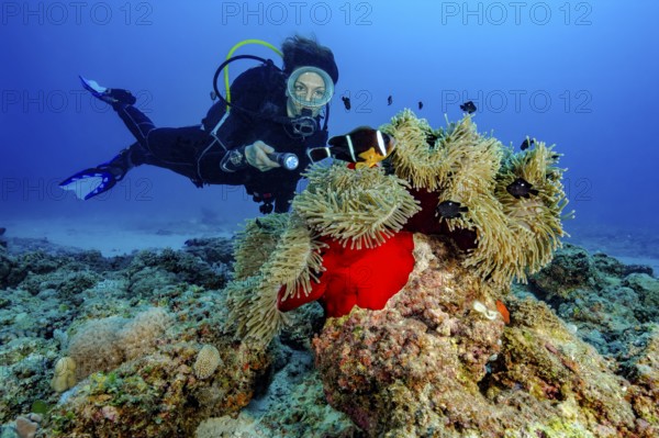 Diver looks at illuminated magnificent anemone (Radianthus crispa) formerly (Heteractis crispa)