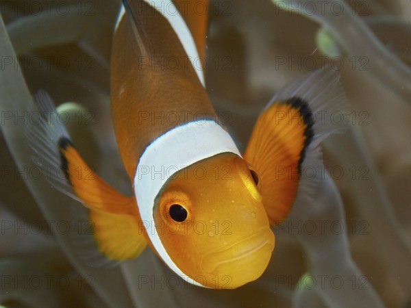 Close-up of a false clownfish (Amphiprion ocellaris) with an intensive look, surrounded by the