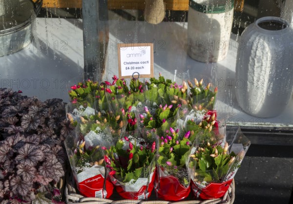 Christmas cacti plants priced for sale on display outside Ammi Flowers florist shop, Devizes,