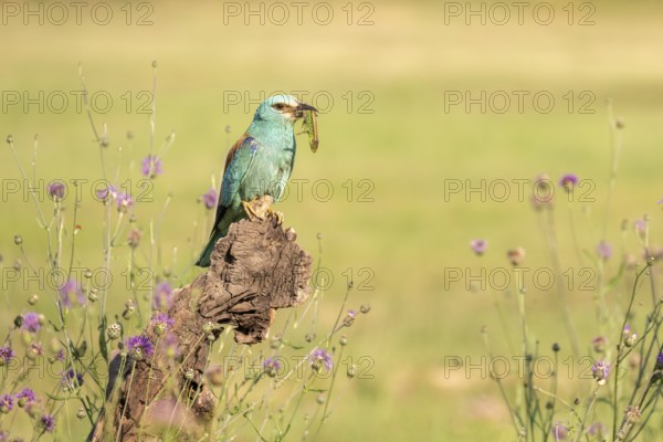 Blue racke (Coracias garrulus), bird, on a tree trunk with an owdish in its beak, Kiskunsag