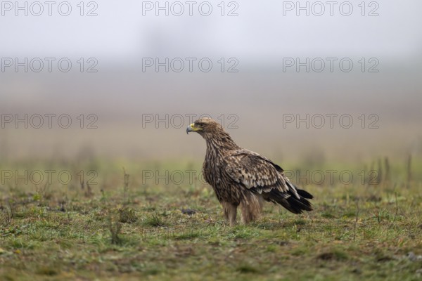 Imperial eagle (Aqulia heliaca), bird, sideways, in the meadow, Kiskunsag National Park, Hungary