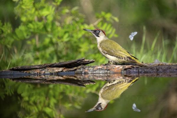 Greeting woodpecker (Picus viridis), bird, femal, sideways, on tree trunk, waterside, reflection,