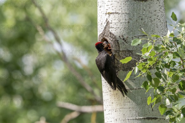 Black woodpecker (Dryocopus martius), male on a tree in front of nesting cave feeding young birds,