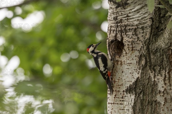 Blood woodpecker (Dendrocopos syriacus), bird, on tree trunk in front of brood cave, Tiszaalpar,