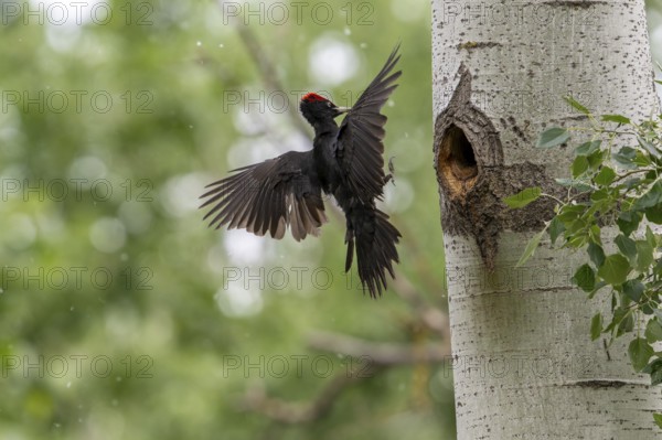 Black woodpecker (Dryocopus martius), male approaching a tree to the brood cave, Tiszaalpar,