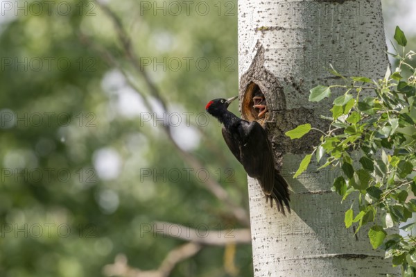 Black woodpecker (Dryocopus martius), female on a tree in front of nesting cave feeding young