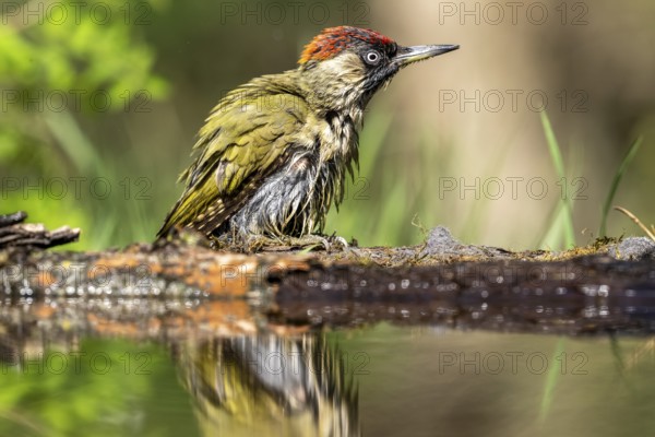 Greeting woodpecker (Picus viridis), bird, juvenile, sideways, on tree trunk, waterside,