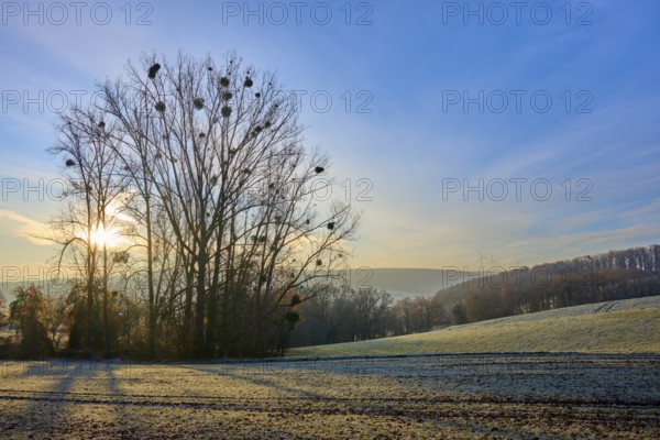 A frosty morning with sunbeams coming out from behind a group of trees, Seckmauern, Lützelbach,