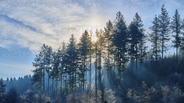 Rays break through high coniferous forest under a clean sky, creating a calming and quiet