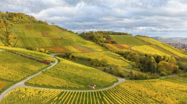 Extensive vineyards in rich shades of green and yellow under a cloudy sky, autumn, near Korb im