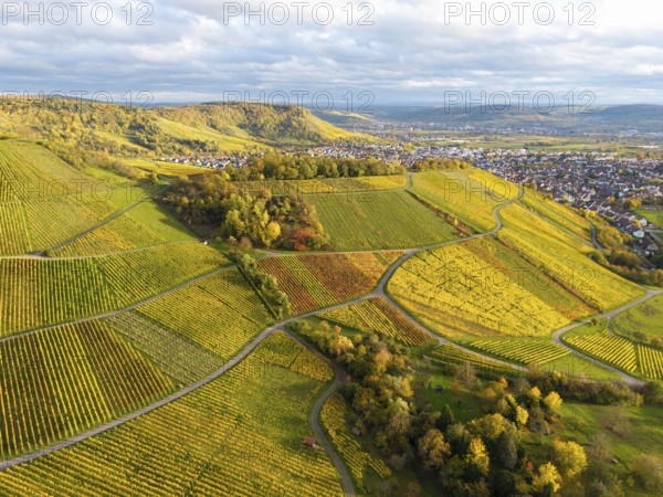 Vineyards in rich shades of green and yellow under a cloudy sky, autumn, near Korb im Remstal,
