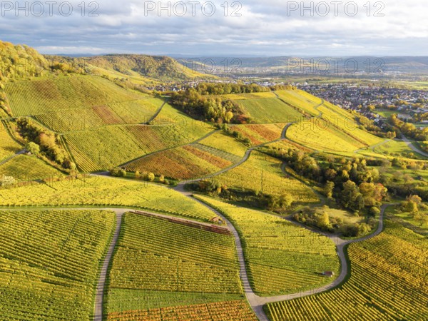 Vineyards in a variation of shades of green and yellow under a cloudy sky, autumn, near Korb im