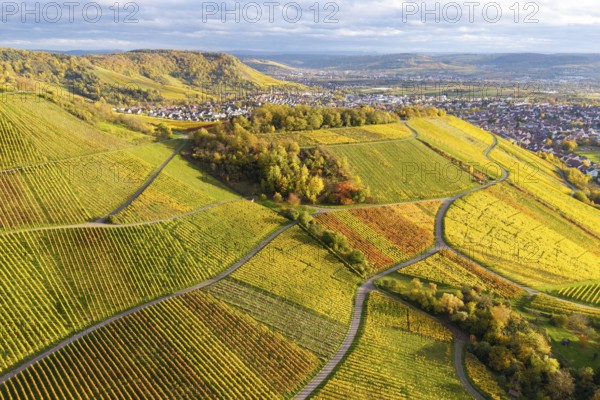 Vineyards with strong green and orange under a dramatic sky, autumn, near Korb im Remstal,