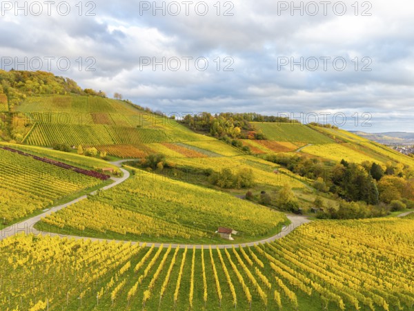 Autumn vineyards under a heavily cloudy sky with golden accents, near Korb im Remstal,