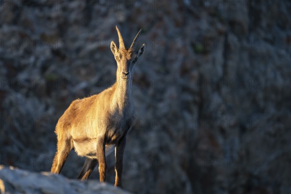 Capricorn (Capra ibex) in the evening light, Alpstein, Appenzell, Switzerland