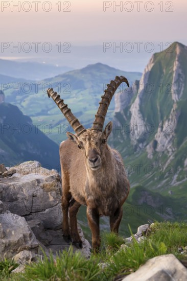 Steinbock (Capra ibex) in front of mountain panorama, male, Alpstein, Appenzell, Switzerland