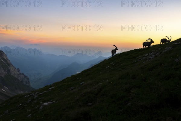 Capricorns (Capra ibex), silhouettes in front of mountain panorama at dusk, male, Alpstein,