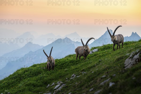 Three capricorns (Capra ibex) in front of mountain panorama at dusk, male, Alpstein, Appenzell,