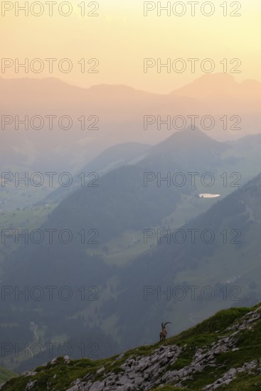 Capra ibex in front of mountain panorama at dusk, male, Alpstein, Appenzell, Switzerland