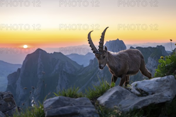 Capricorn (Capra ibex) in front of mountain panorama at sunrise, male, Alpstein, Appenzell,