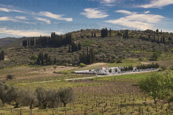 Hilly landscape with cypresses and vineyards under a clear blue sky, vineyards, Nemea, wine-growing