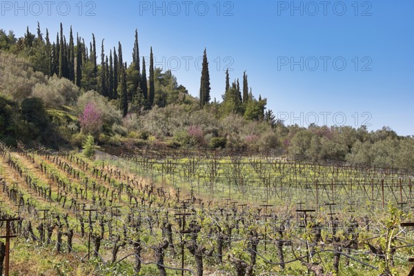 Vineyards and tall cypresses against a clear blue sky in a spring-like landscape, vineyards, Nemea,