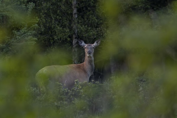 Late in the evening, the rottier (Cervus elaphus) moved to a clearing to graze, with great