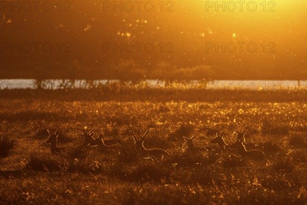 In the light of the setting sun, a deer pack (Cervus elaphus) is resting in a meadow, many animals