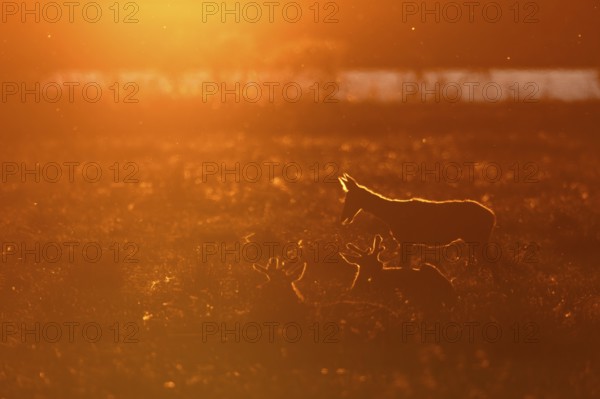 After getting up, the rottier (Cervus elaphus) stretches and stretches, a behavior that can often