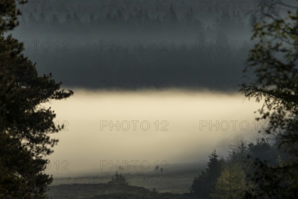 A glimpse of another time with three peacefully grazing rotting animals (Cervus elaphus), the fog